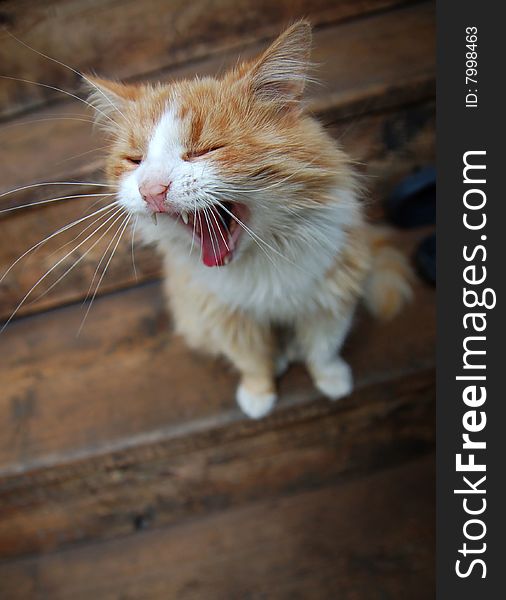 Yawning red cat with long moustaches. Yawning red cat with long moustaches