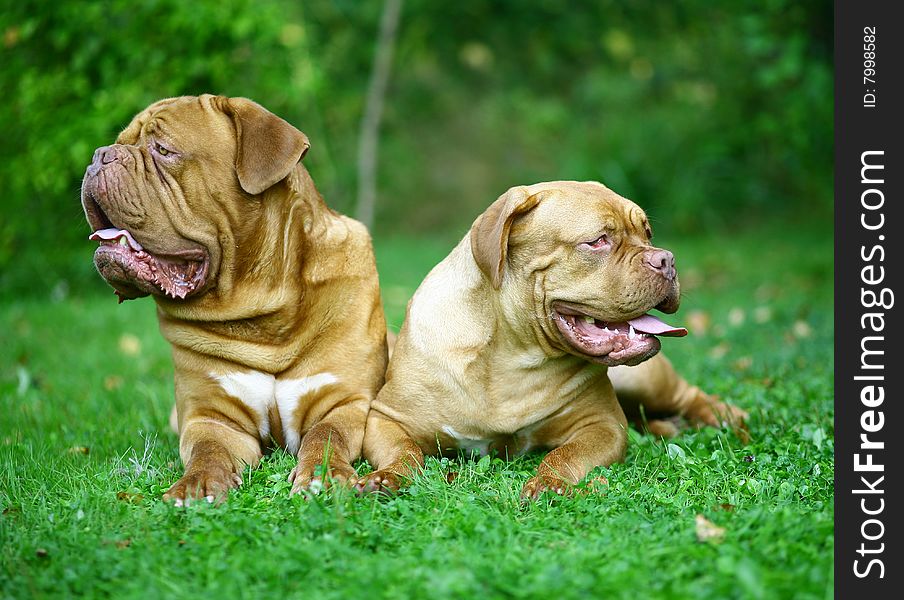 Two mastiff from Bordeaux in a grass. Two mastiff from Bordeaux in a grass.