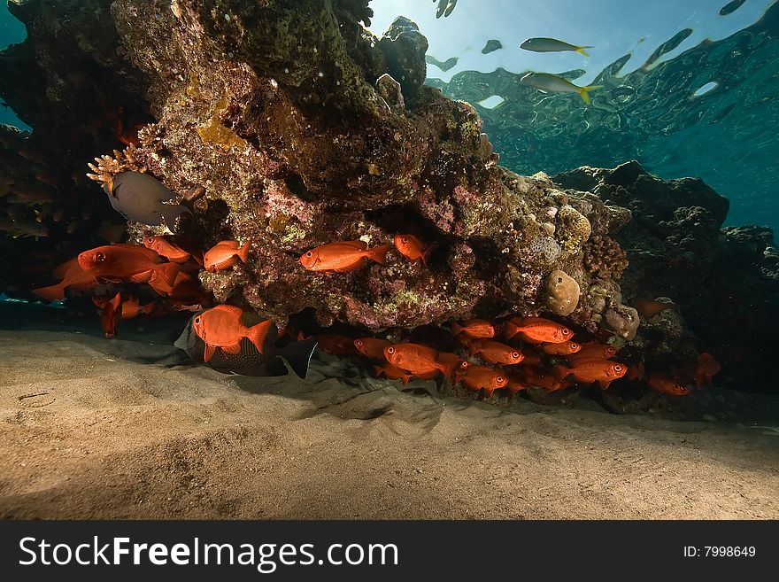 Crescent-tail bigeye (priacanthus hamrur) taken in the red sea.