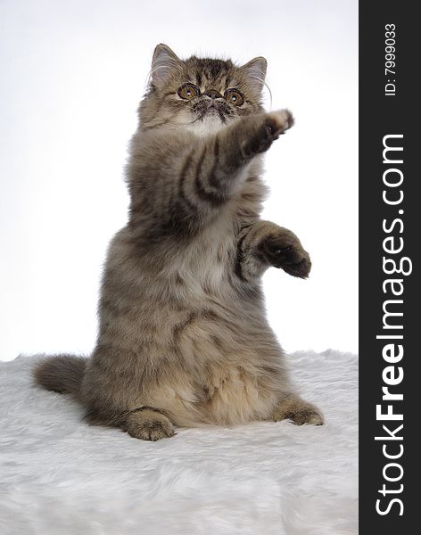 A grey tabby persian boxing in the air. A grey tabby persian boxing in the air