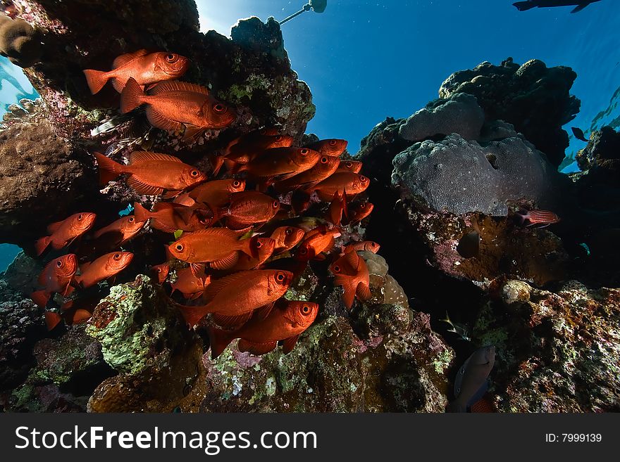 Crescent-tail bigeye (priacanthus hamrur)taken in the red sea.