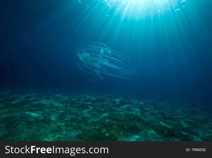 Ocean, fish and sun taken in the red sea.