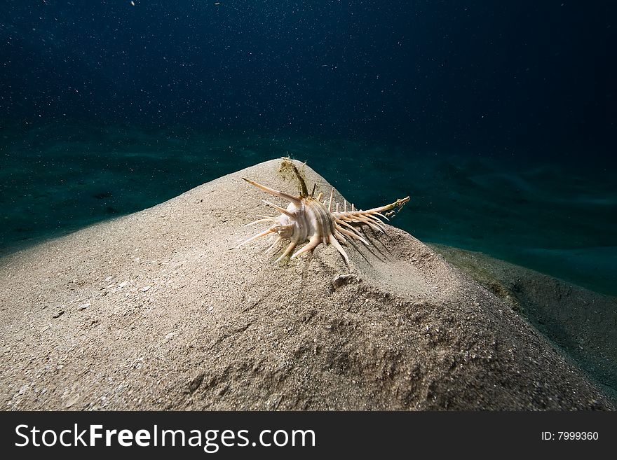 Comb murex (murex forskoehlii)taken in the red sea.