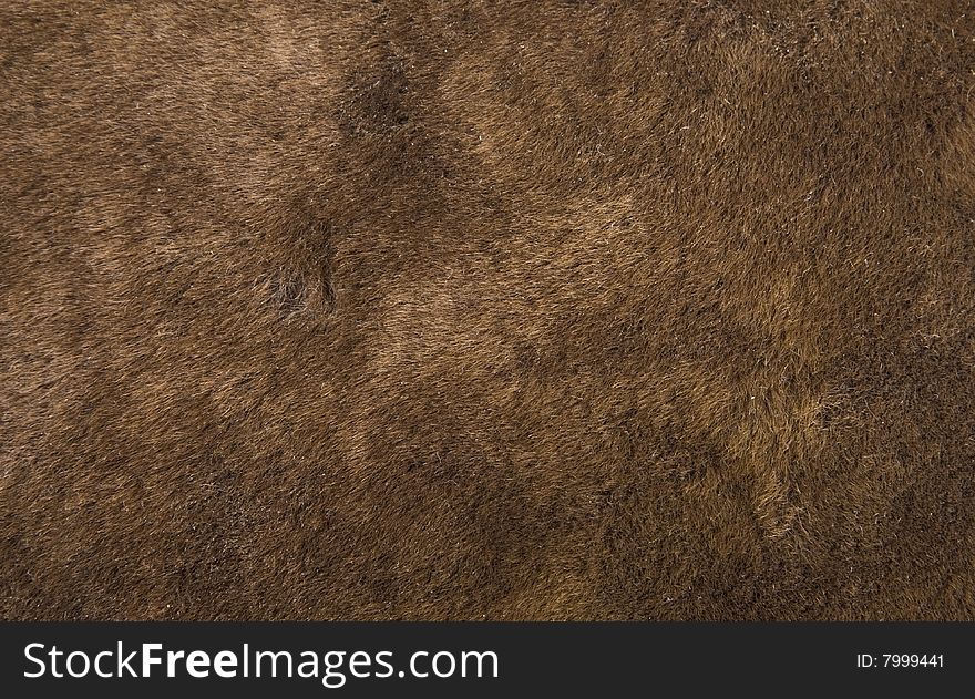 Bear coat texture close up