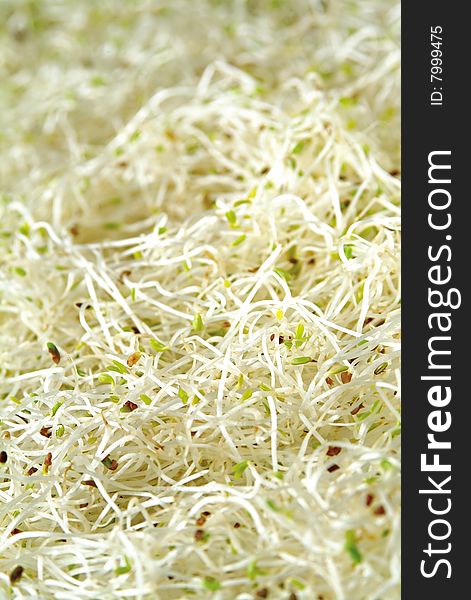 bean sprout chinese bean sprout chinese