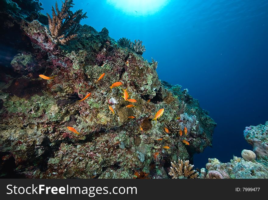 Coral and fish taken in the red sea.