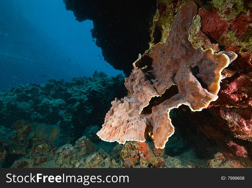 Elephant ear coral (mycedium elephantotus)taken in the red sea.