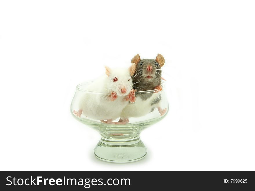 Rat isolated on a white background