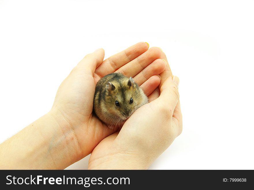 Little hamster in hands on white background