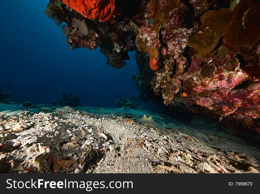 Bluespotted Stingray