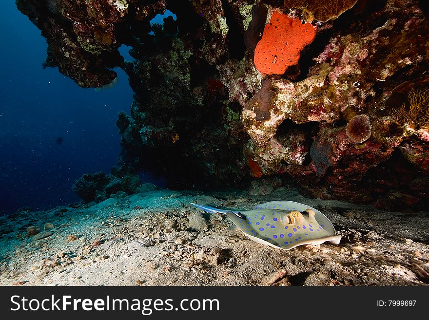 Bluespotted stingray (taeniura meyeni)taken in the red sea.