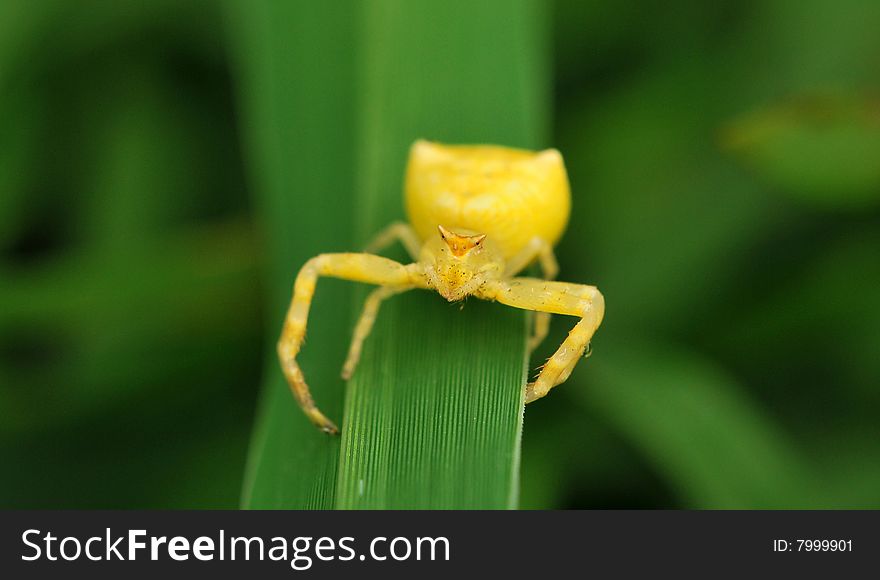 Yellow spider looking great on leaf.