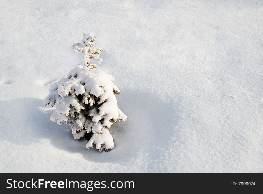 Lonely spruce covered with snow. Lonely spruce covered with snow