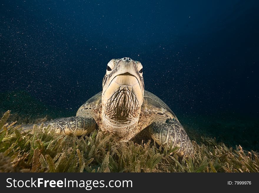 Male green turtle (chelonia mydas)taken in the red sea.