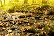 Creek In The Woods Royalty Free Stock Images Creek In The Woods Royalty Free Stock Images