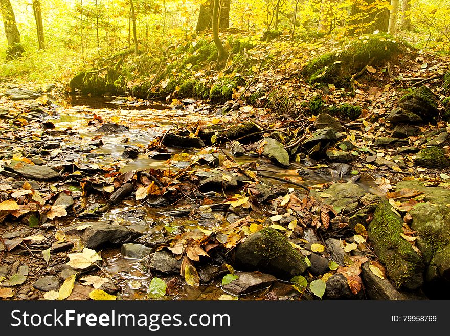 Creek in the woods during autumn