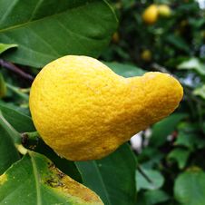 Weird Lemon Royalty Free Stock Image