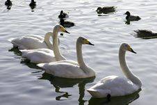 Swans Royalty Free Stock Images