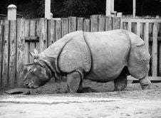 Rhino 3 Royalty Free Stock Photo