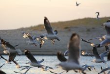 Seagulls In Flight Stock Image