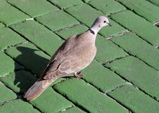 Mourning Dove Royalty Free Stock Photography Mourning Dove Royalty Free Stock Photography