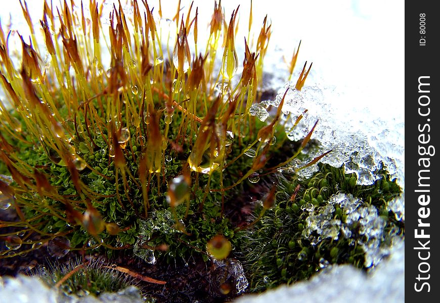 Plant in winter time whit drop and snow crystal. Plant in winter time whit drop and snow crystal