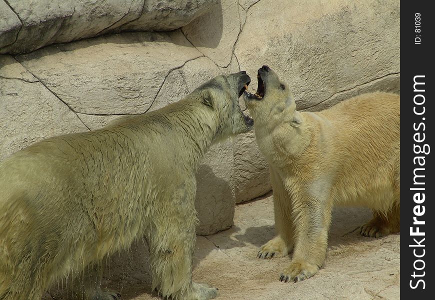 Polar Bear fighting on zoo