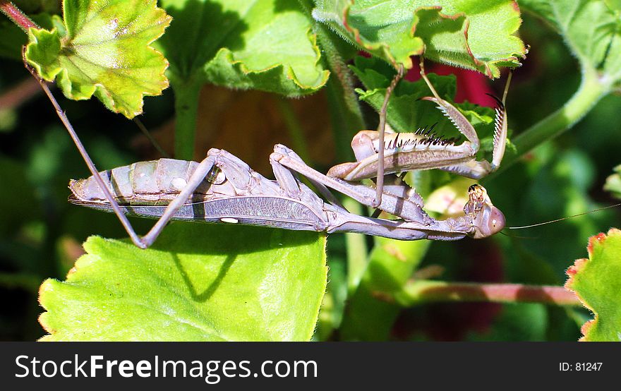 Praying Mantis hanging upside down on a plant. Praying Mantis hanging upside down on a plant