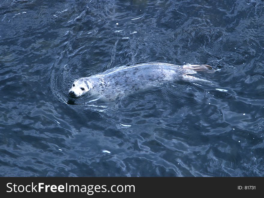 Harp Seal