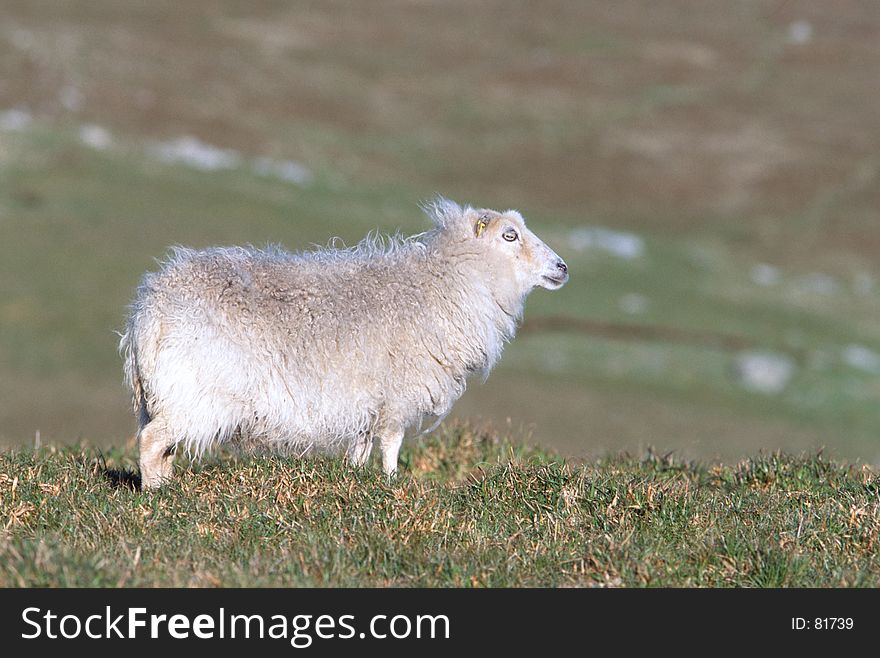 White sheep on Pasture