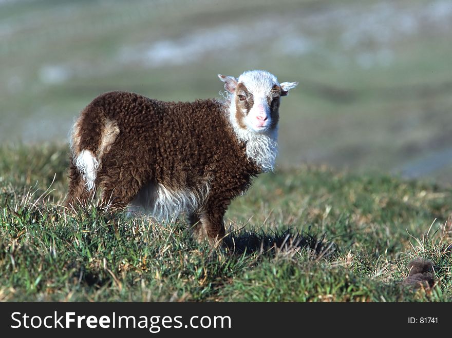 Cute bicolored lamb standing on pasture