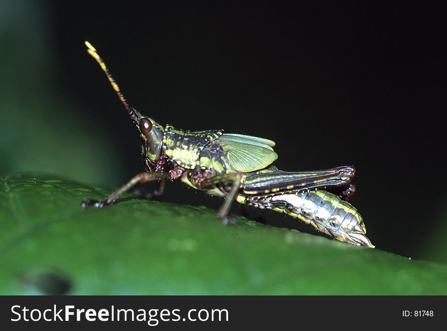 Grasshopper larva on leaf