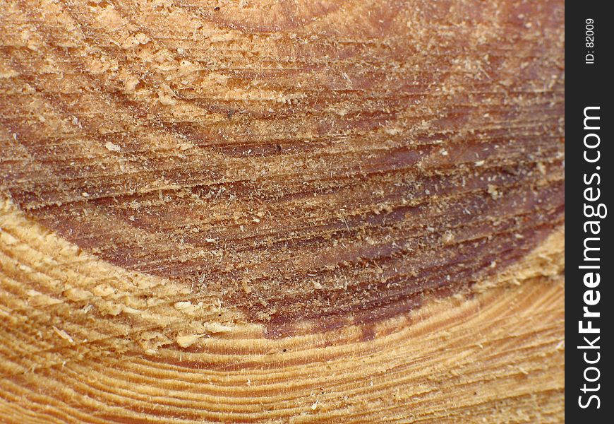 Trunk of pine tree with rings and grain. Trunk of pine tree with rings and grain