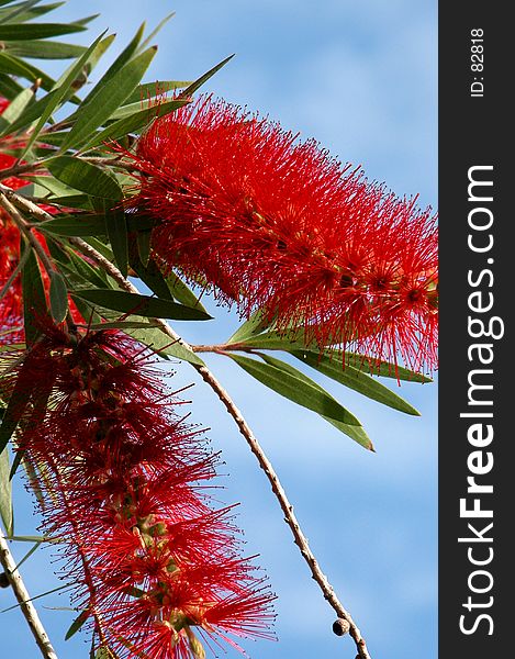 Flowering tree against a blue sky. Flowering tree against a blue sky