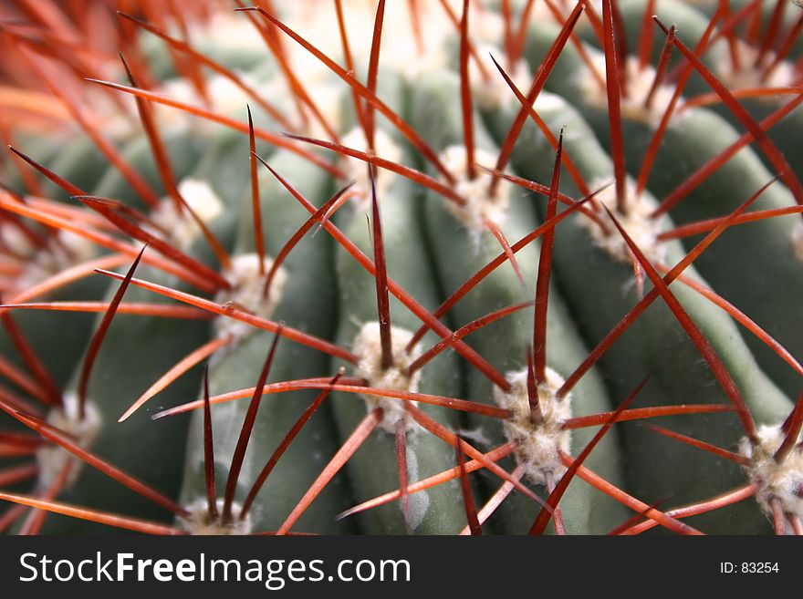 Cactus with long red thorns