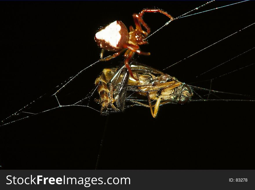 Spider preparing prey trapped in its web