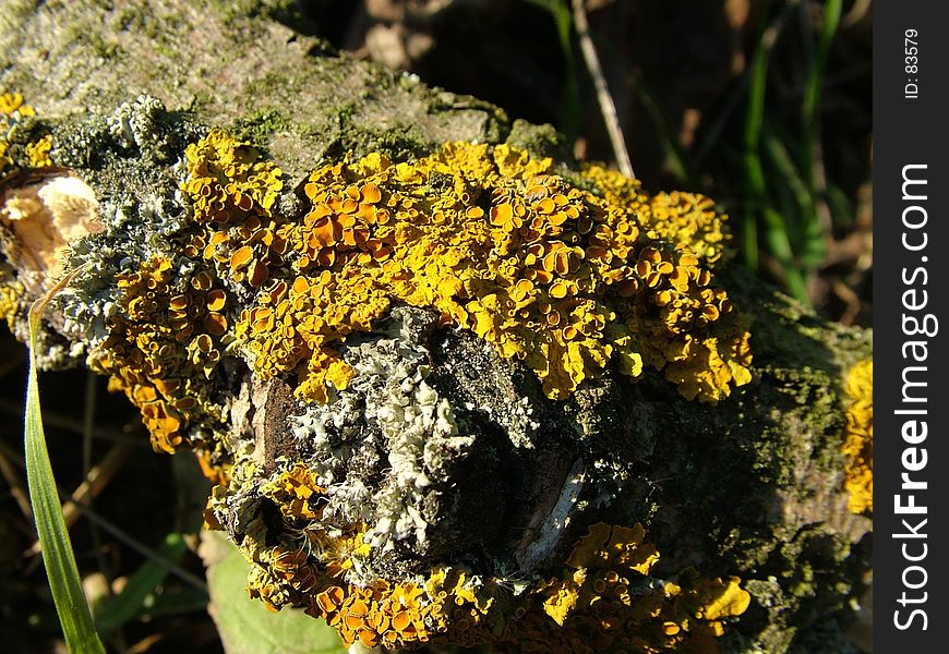 Digital Photo of a piece of wood covered with moss. Digital Photo of a piece of wood covered with moss.