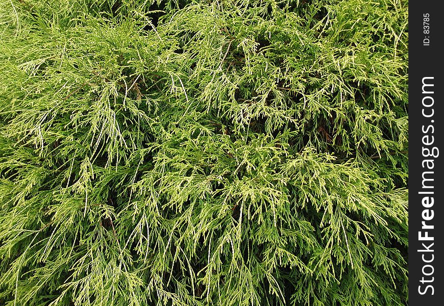 Closeup of evergreen bush. Closeup of evergreen bush