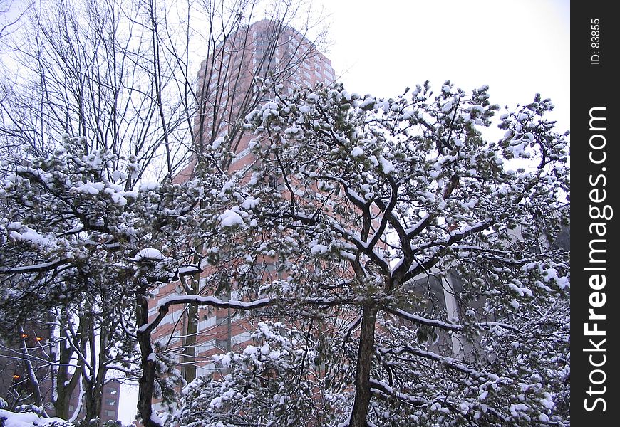 Tall building behind a snow covered tree. Tall building behind a snow covered tree.