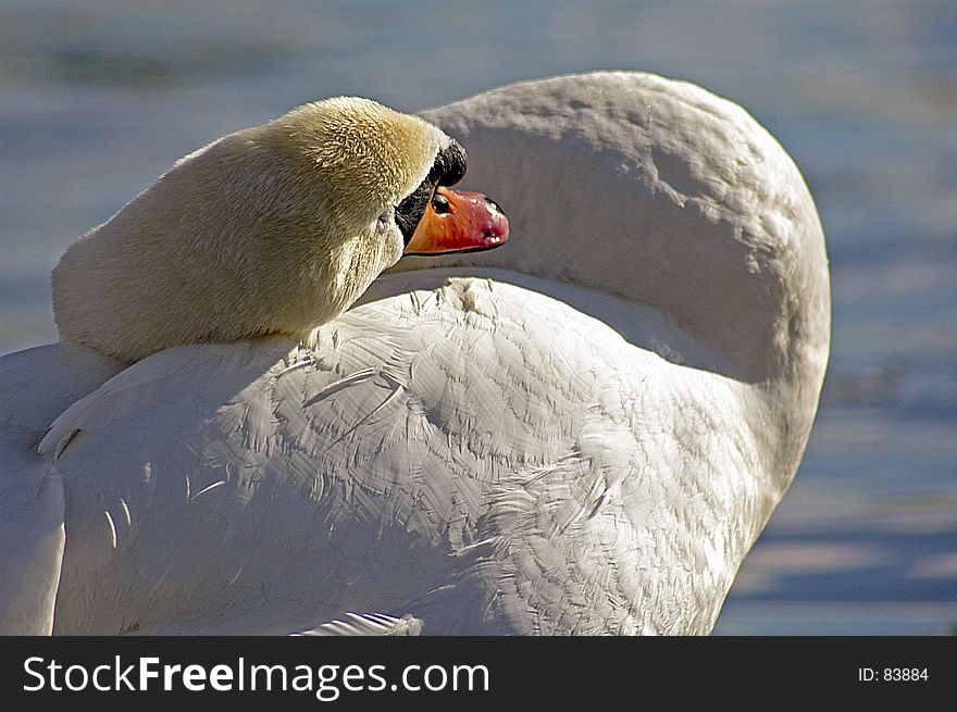 Swan close up. Swan close up