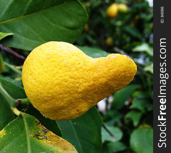 A lemon that has a weird shape. A lemon that has a weird shape
