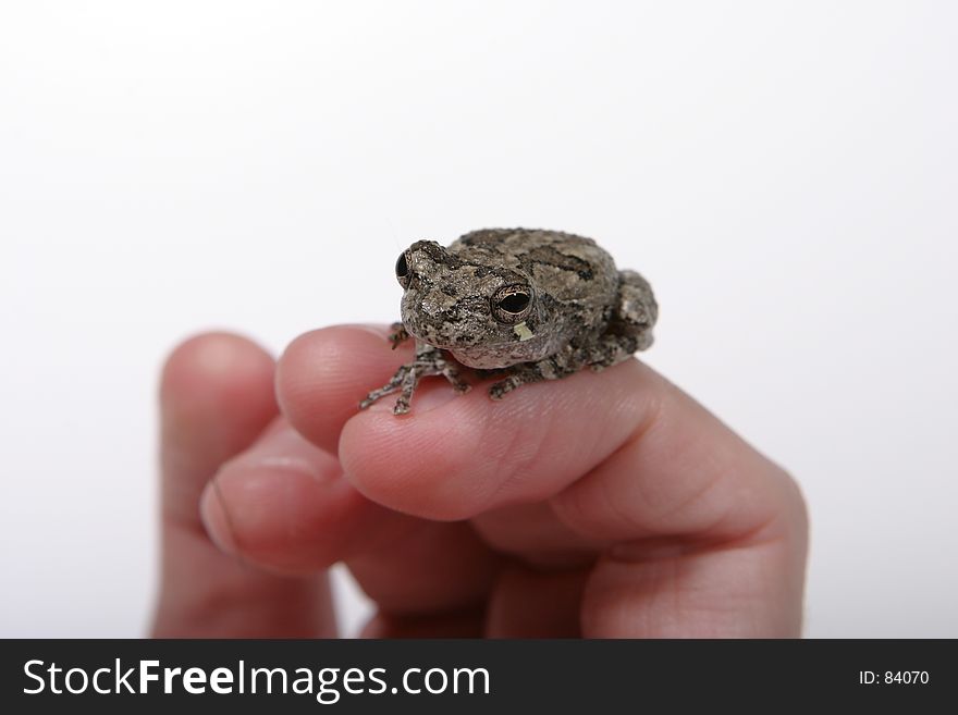 Frog 2