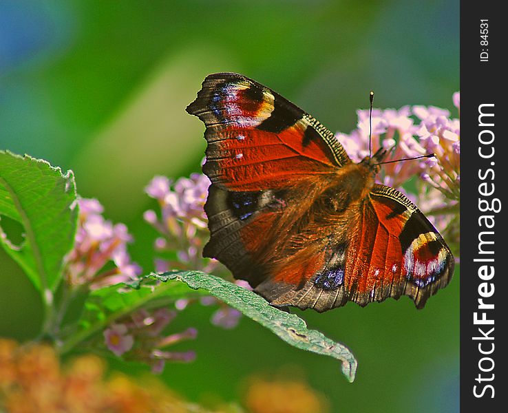 Butterfly on flower head in summer