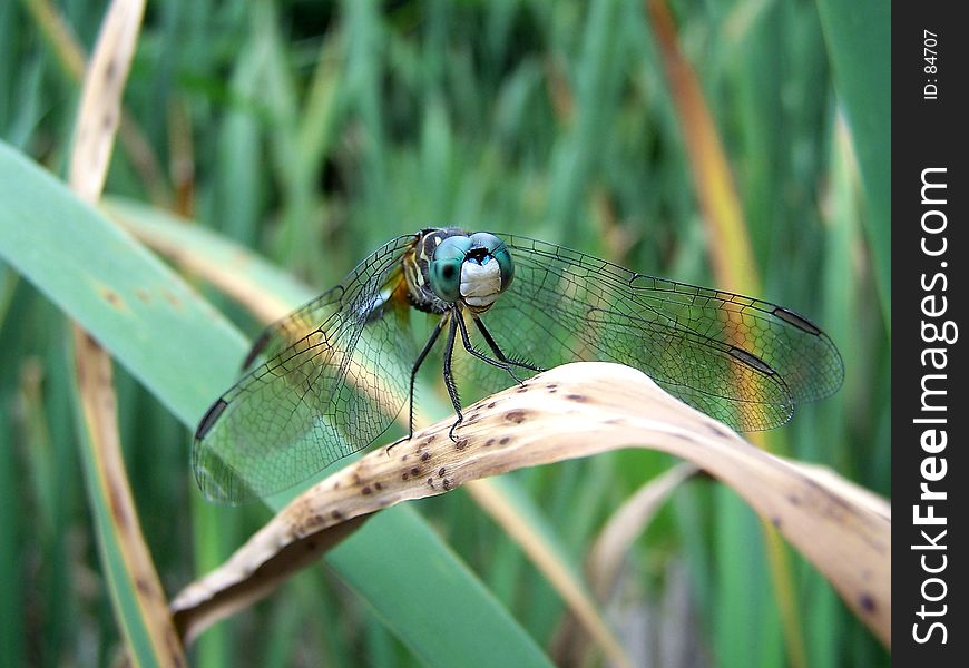 Blue Dragonfly on marsh plants