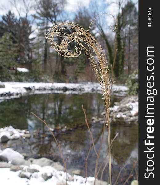 Surprisingly, this plant just stood out amidst the huge trees, blue and white clouds, snow and pond. A study in the value of true humility. Surprisingly, this plant just stood out amidst the huge trees, blue and white clouds, snow and pond. A study in the value of true humility.