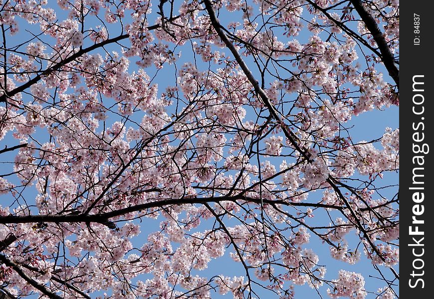 Cherry blossoms over the blue sky. Cherry blossoms over the blue sky