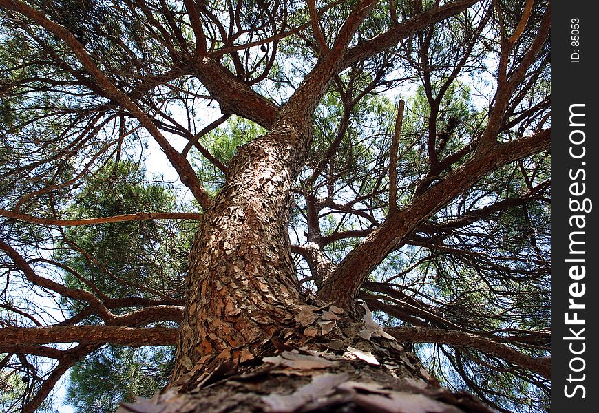 A tree climbs sky high. A tree climbs sky high