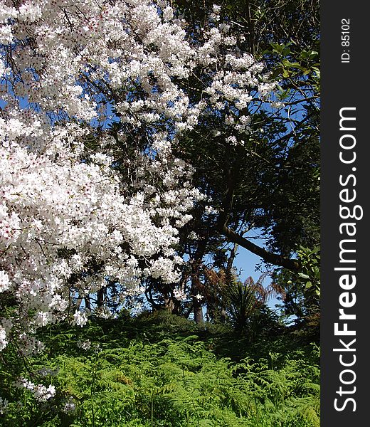 Cherry Blossoms in Golden Gate Park, San Francisco