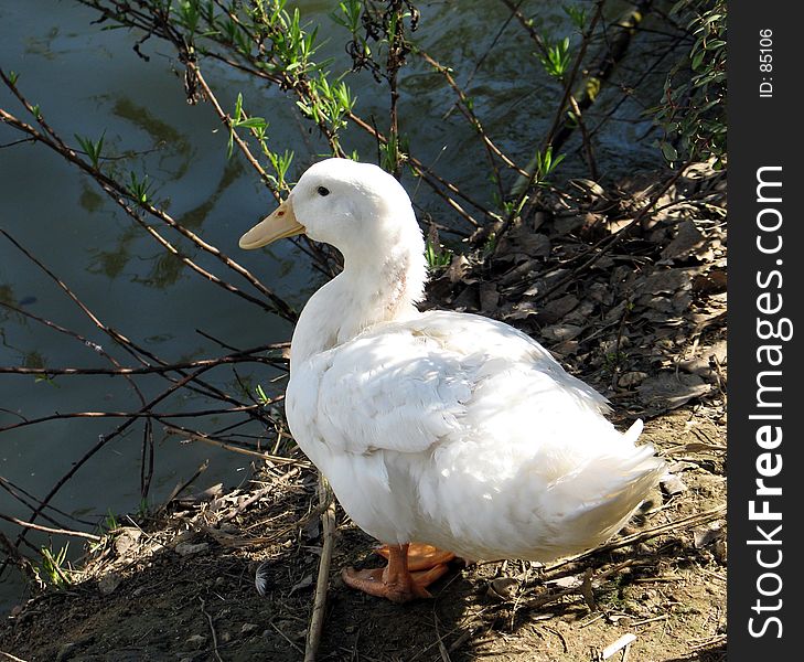 A peaceful duck gazing at peaceful waters. A peaceful duck gazing at peaceful waters