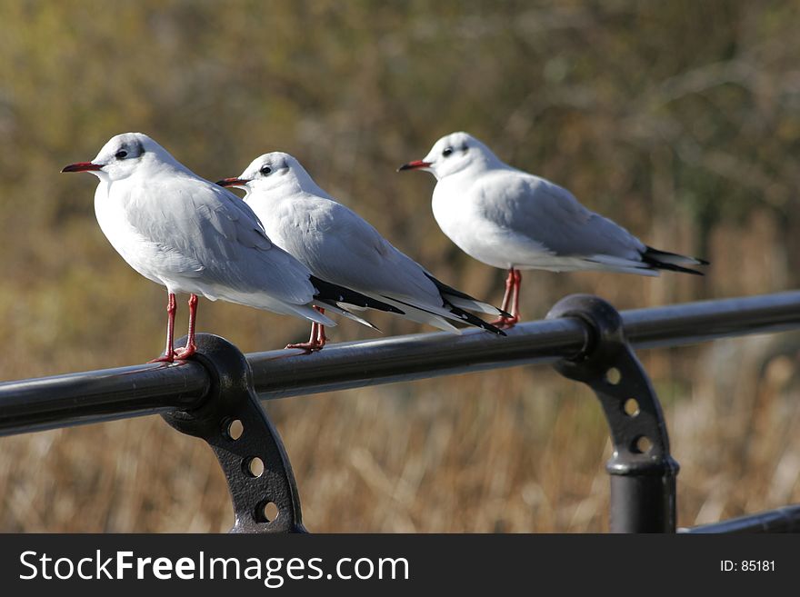 SeaGulls seating on the rod. SeaGulls seating on the rod